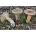Мицелий Млечника серо-розового (Lactarius helvus)